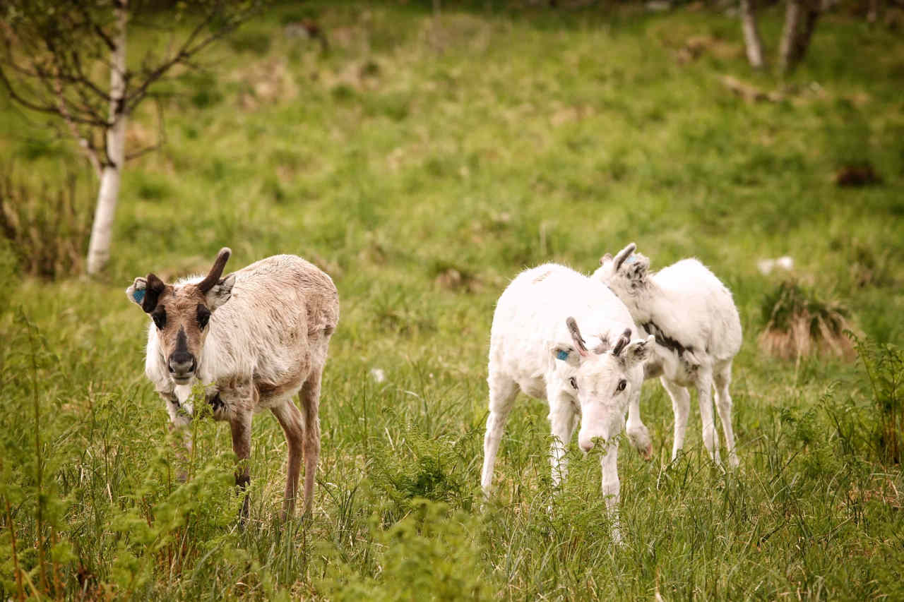 Des bébééés rennes