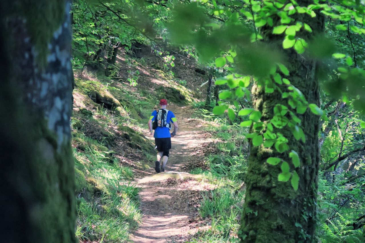 Entre les troncs de Guerlédan