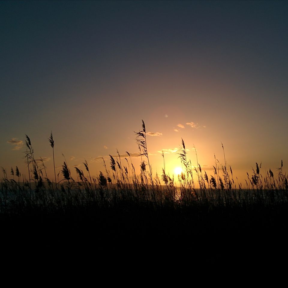 Le soleil à travers les hautes herbes